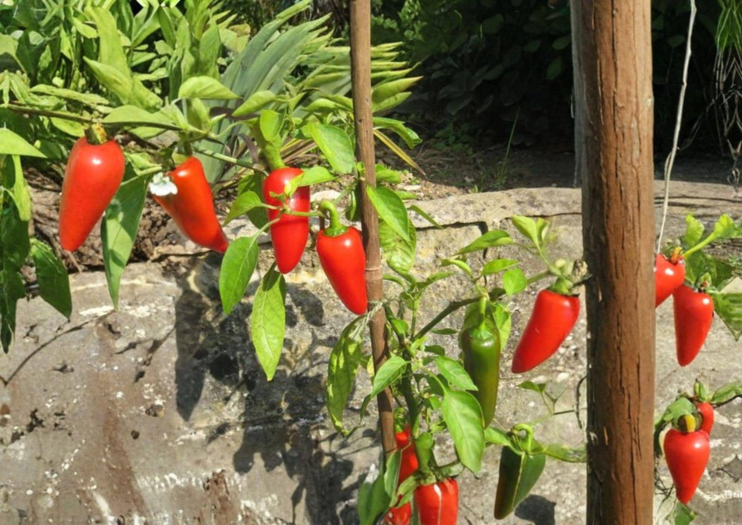 Fresno Chile Hot Pepper Seeds - Heirloom, Medium Heat, Fruity Flavor - Capsicum annuum - Garden Growing