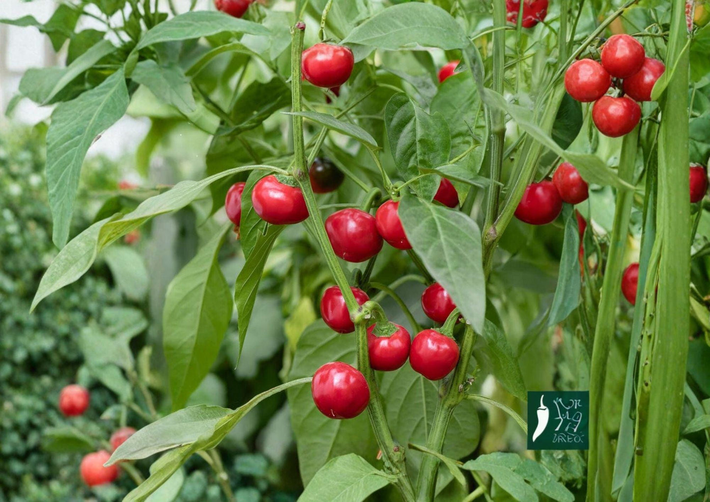 Large Hot Cherry Pepper Seeds - Heirloom Spicy Red Vegetable for Garden - Easy to Grow Capsicum annuum