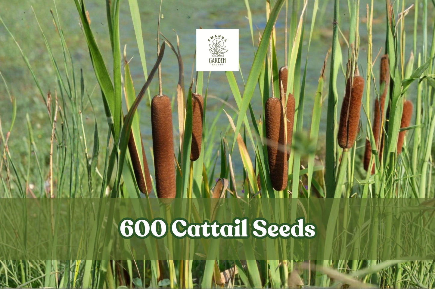 Cattail Seeds for Planting - 600 Count - Wetland Grass Plant - Typha spp. - Ideal for Ponds & Water Gardens