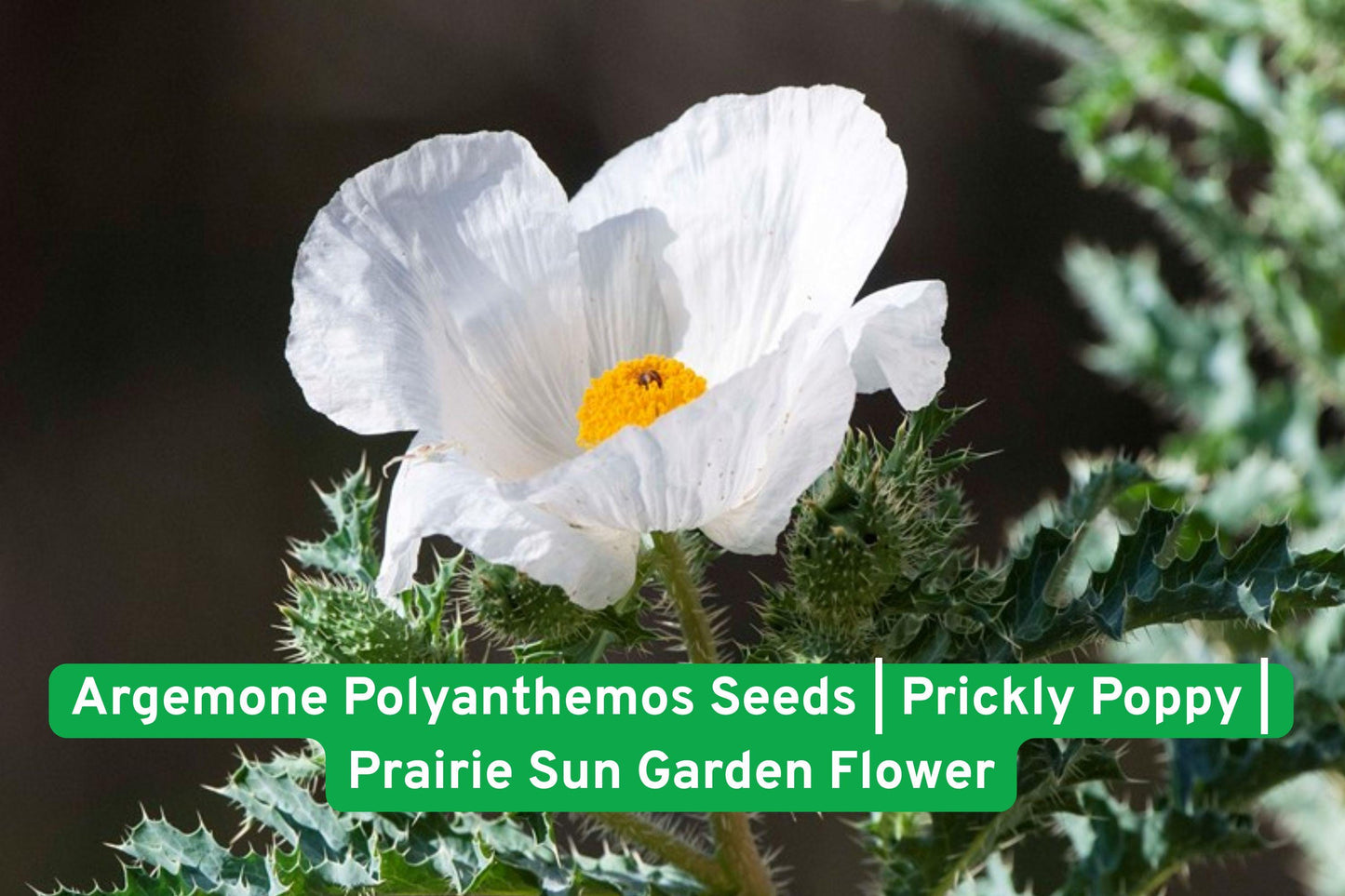 Prickly Poppy Seeds | Argemone Polyanthemos | Drought Tolerant Native Wildflower for Sunny Gardens