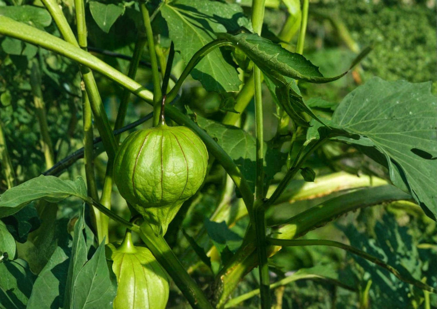 Heirloom Tomatillo Verde Seeds - 30 Seeds for Salsa Garden - Fresh Stock, Physalis ixocarpa