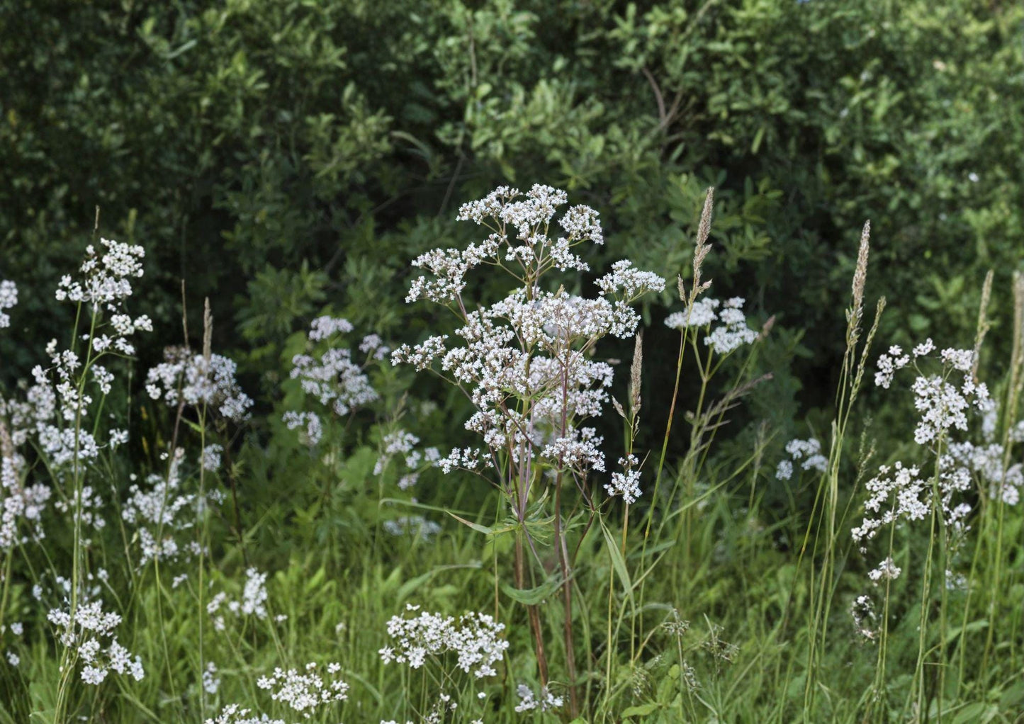 Anise Herb Seeds – 100 Heirloom Seeds for Licorice Flavor – Pimpinella anisum – Fast Growing Aromatic Garden Plant