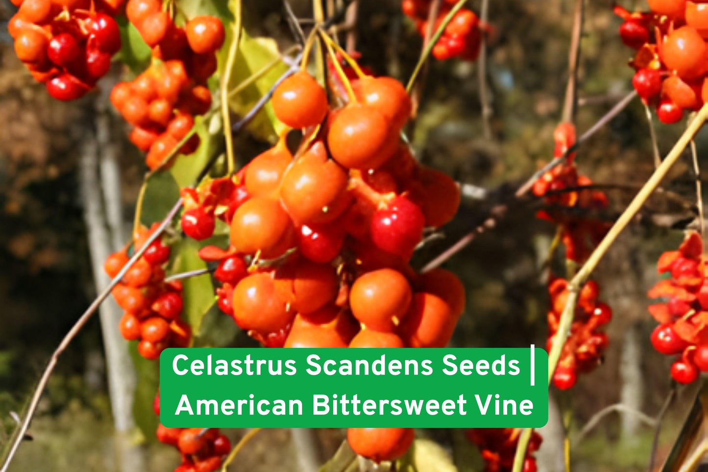 Celastrus Scandens Seeds | American Bittersweet Vine | Hardy Climbing Perennial | Attracts Wildlife & Birds