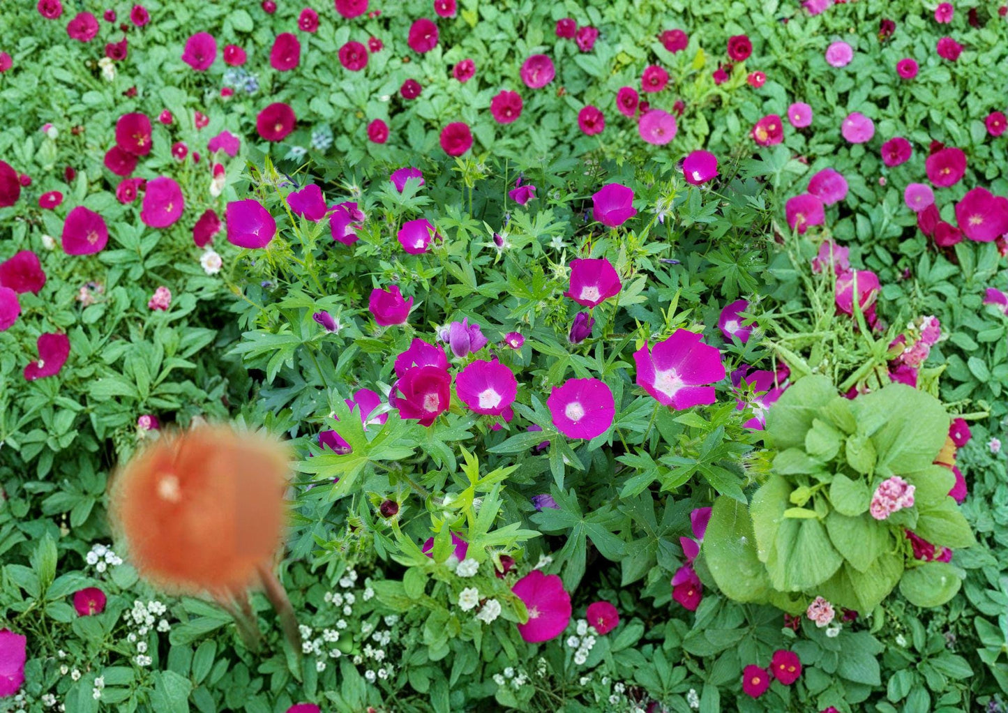 Callirhoe involucrata Seeds - 15 Purple Poppy Mallow for Trailing Native Ground Cover, Drought Tolerant Magenta Wildflower
