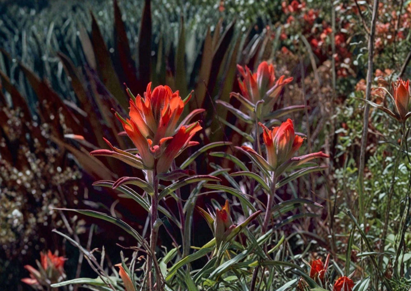 Wyoming Indian Paintbrush Seeds - Red Wildflower, Pollinator Garden, 100 Seeds - Castilleja linariifolia