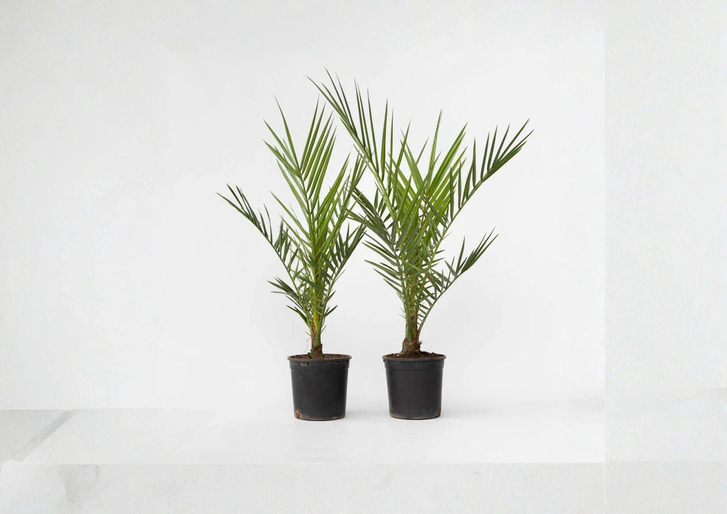 Phoenix Canariensis Seeds - Canary Island Date Palm Seeds for Tropical Landscapes - Exotic Palm Tree Seeds