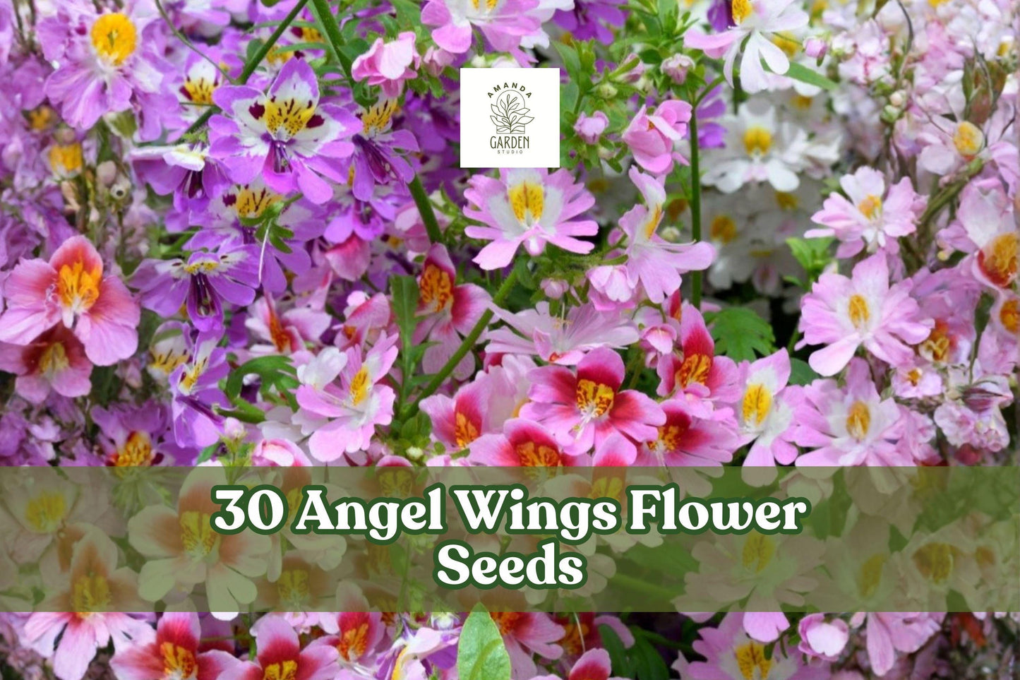 30 Angel Wings Flower Seeds - Colorful Annual Mix for Butterfly Gardens - Mixed Species Annuals for Garden Beds
