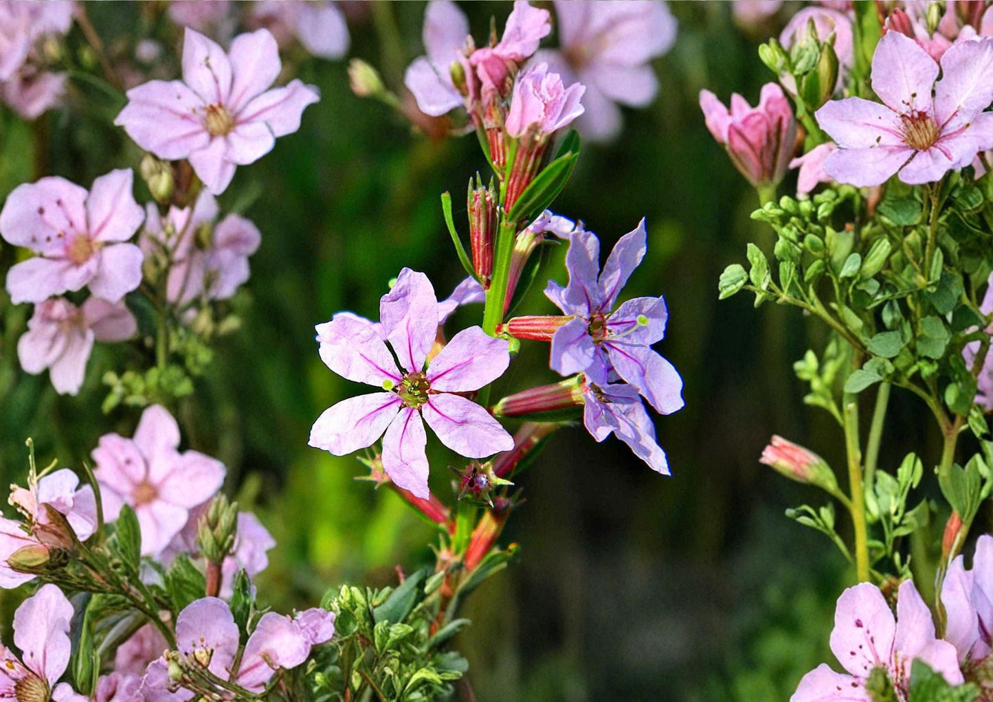 Winged Loosestrife Seeds - 3000 Seeds - Native Pink Purple Wildflower, Pollinator Plant (Lysimachia alata)