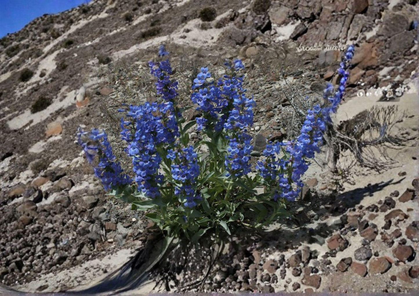 Sand Penstemon Seeds - 50 Native Wildflower Seeds, Blue Purple Blooms, Drought Tolerant Perennial, Penstemon angustifolius