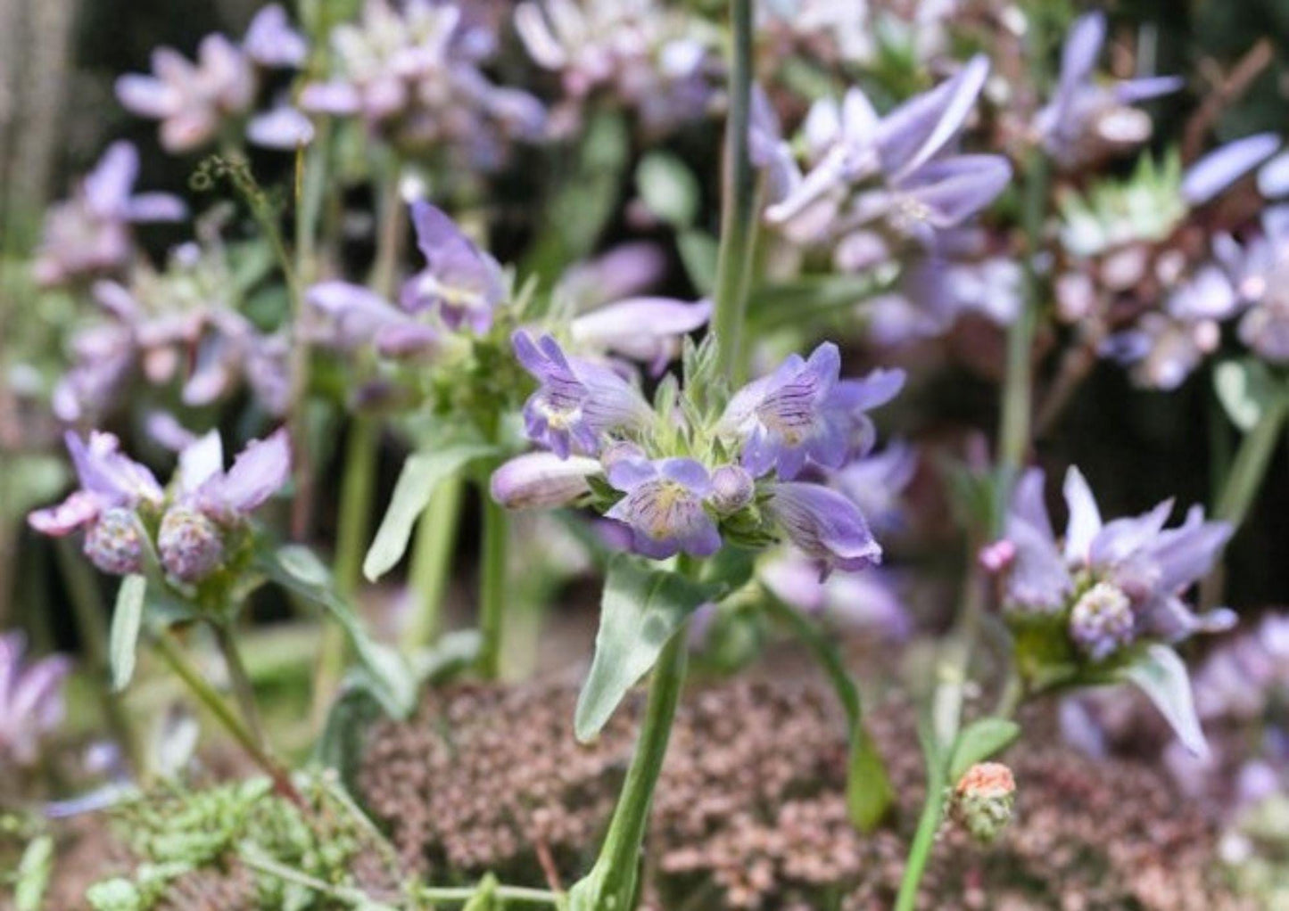 Pagoda Penstemon Seeds - 50 Native Wildflower Seeds, Lavender Blue Blooms - Penstemon campanulatus
