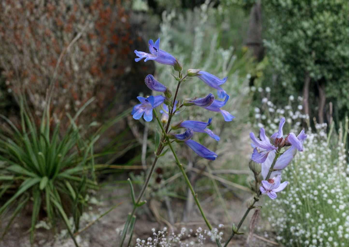 Penstemon Cyaneus Seeds - 50 Non-GMO Native Wildflower Seeds for Deep Blue Blooms - Bluebell Penstemon Seeds