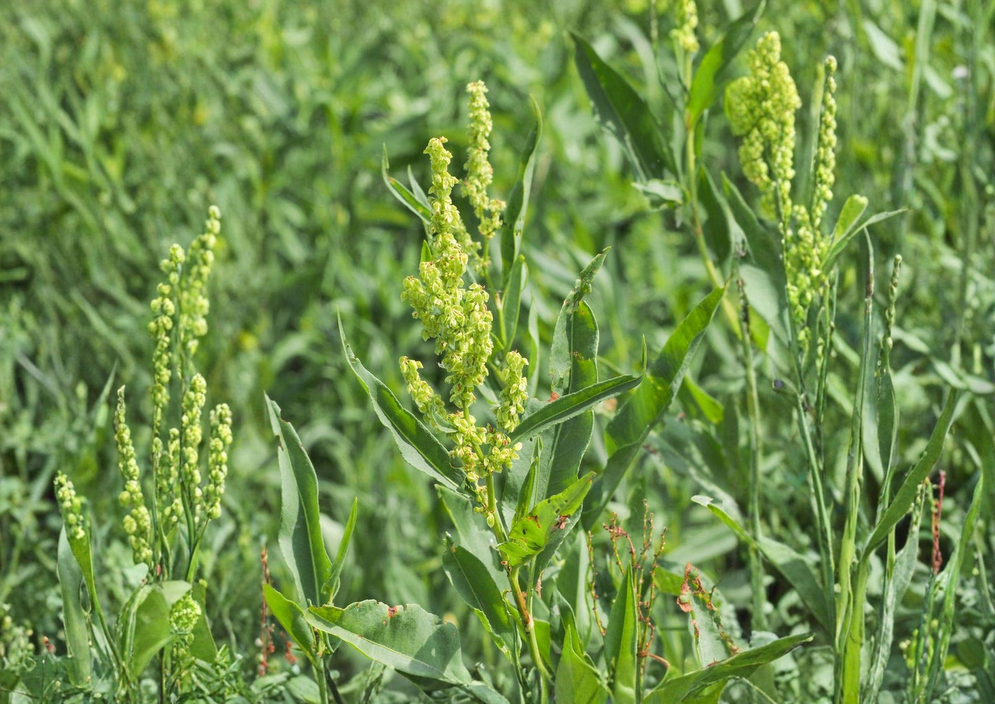 Pale Dock Seeds - 100 Seeds Rumex altissimus Native Wetland Perennial Wildlife Plant