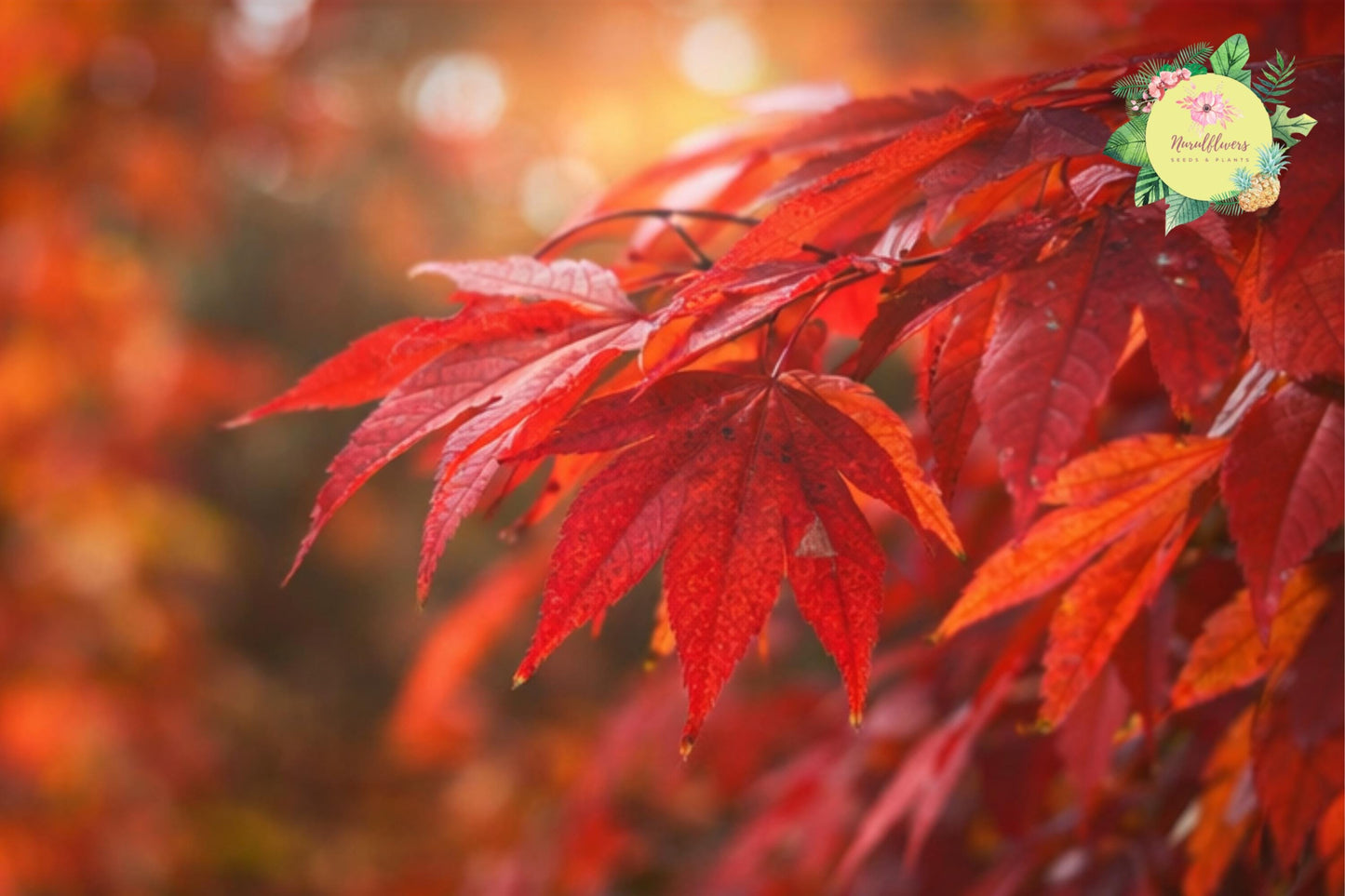 Sourwood Tree Bare-root 2 Pack - Oxydendron arboreum - Native Tree for Gardens, Pollinator Friendly, Stunning Fall Foliage