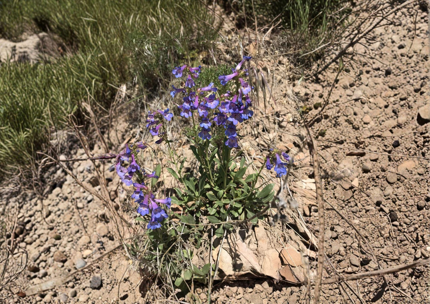 Penstemon Humilis Seeds - 50 Lavender Blue Wildflower Seeds - Native Perennial Plant for Gardens - New Harvest Quality
