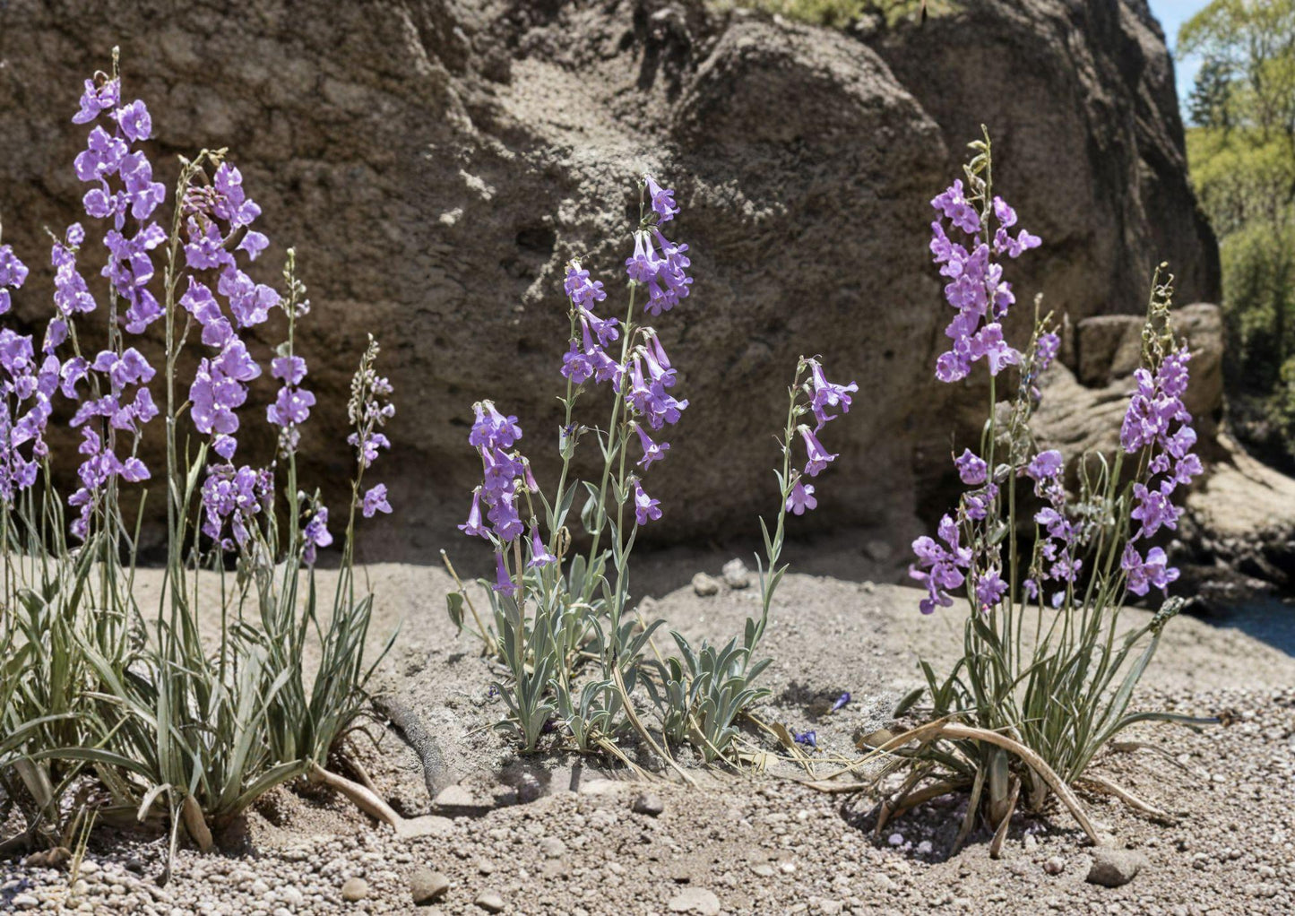 Penstemon Secundiflorus Seeds - 50 Lavender Sidebells Beardtongue Wildflower Seeds - Native Plant Seeds