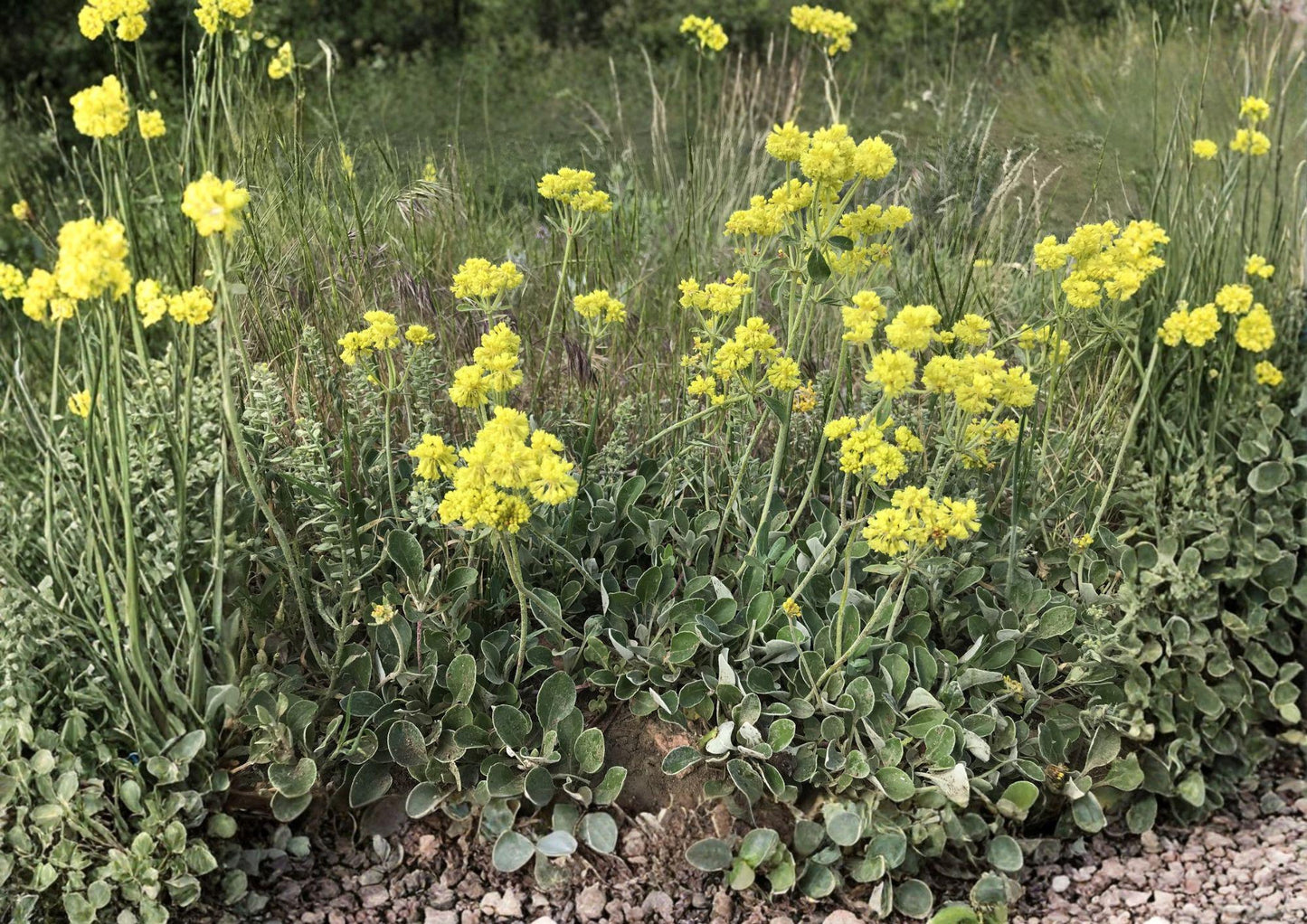 Sulfurflower Buckwheat Seeds - Native Yellow Alpine Perennial - Drought Tolerant - Easy to Grow (Eriogonum umbellatum)