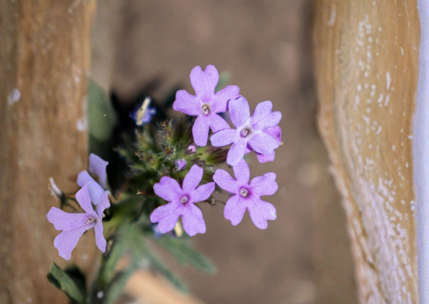 Glandularia bipinnatifida Seeds - Dakota Vervain, Purple Prairie Wildflower, Drought Tolerant Pollinator Perennial, 50 Seeds