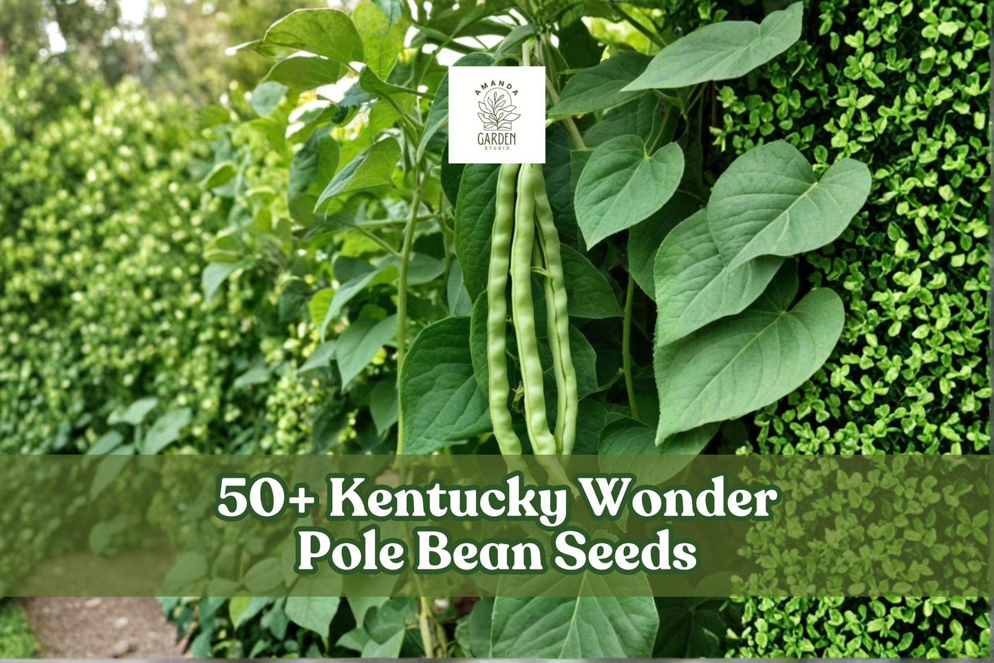 Kentucky Wonder Pole Bean Seeds - 50+ Heirloom Green Climbing Beans - Phaseolus vulgaris - Long Pods for Garden Growing