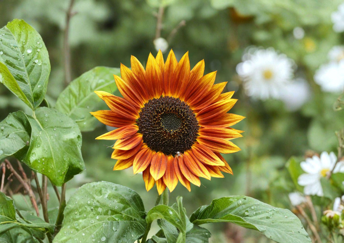 Sunflower Seeds - 50 Count - Autumn Beauty Variety, Fall Colors, Pollinator Friendly - Helianthus annuus
