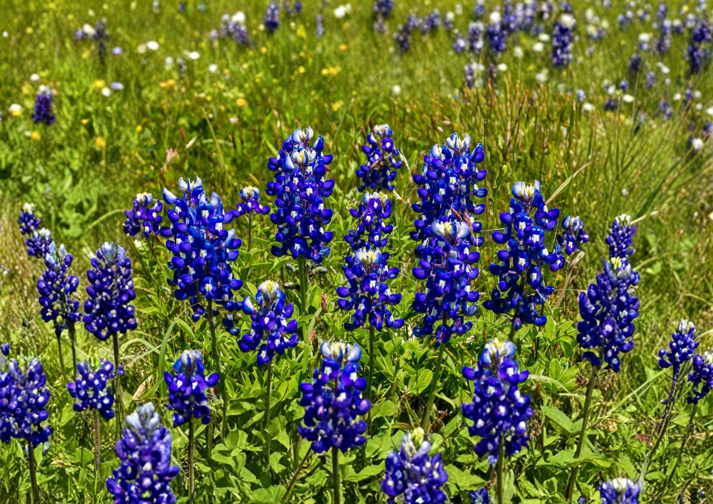 Texas Bluebonnet Seeds - 50 Count - Native Wildflower Seeds for Spring Blooms - Lupinus texensis