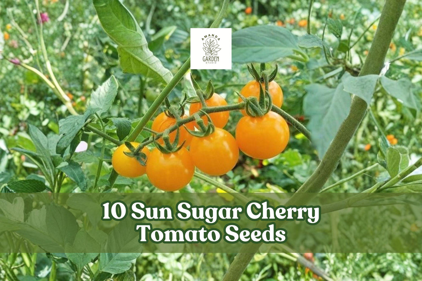 Sun Sugar Cherry Tomato Seeds - 10 Pack - Sweet Orange Fruits - Solanum lycopersicum - Early-Maturing Garden Vegetable