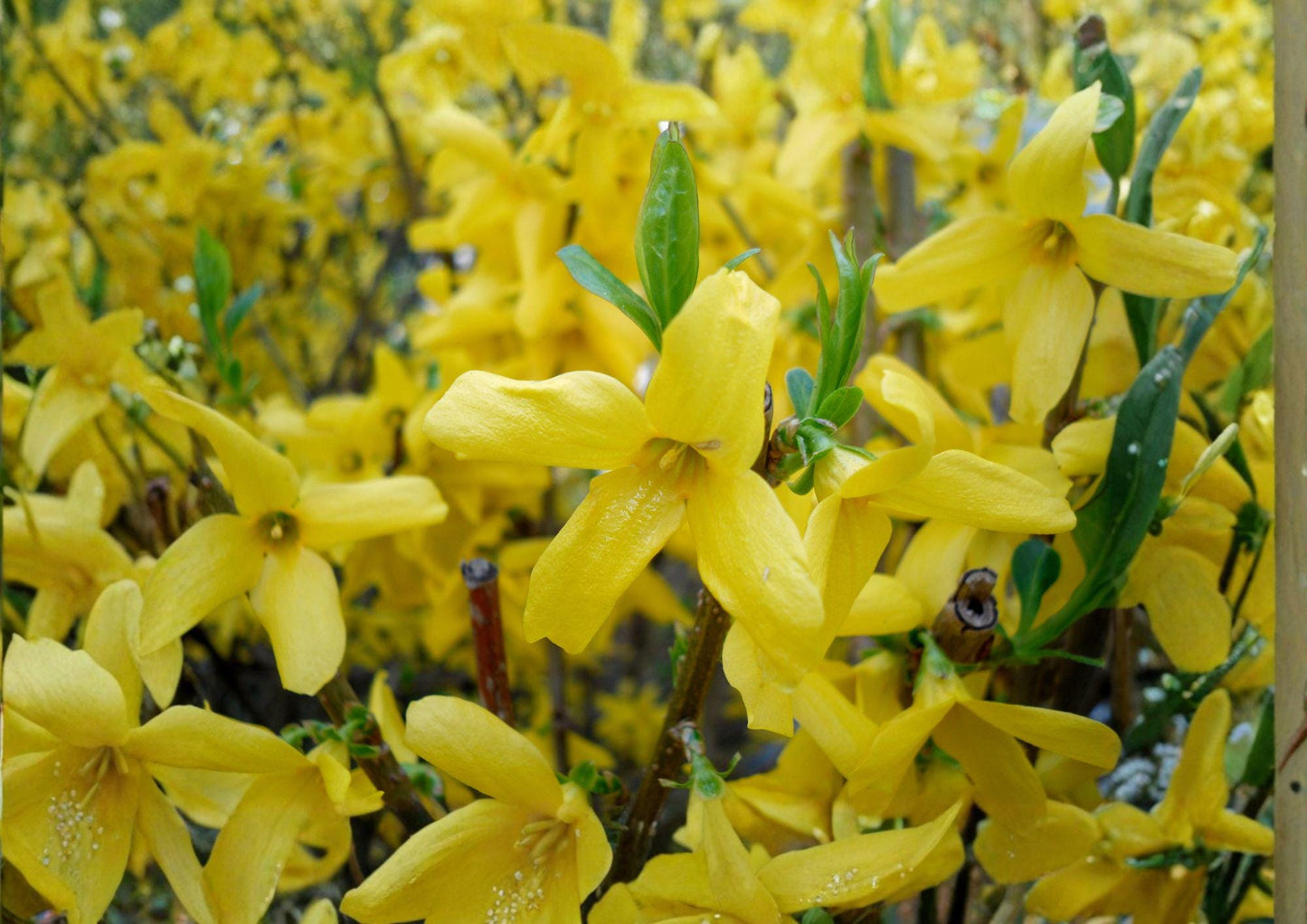 Forsythia Seeds - 10 Golden Bell Weeping Forsythia Seeds, Early Spring Yellow Flowering Ornamental Shrub - Forsythia suspensa