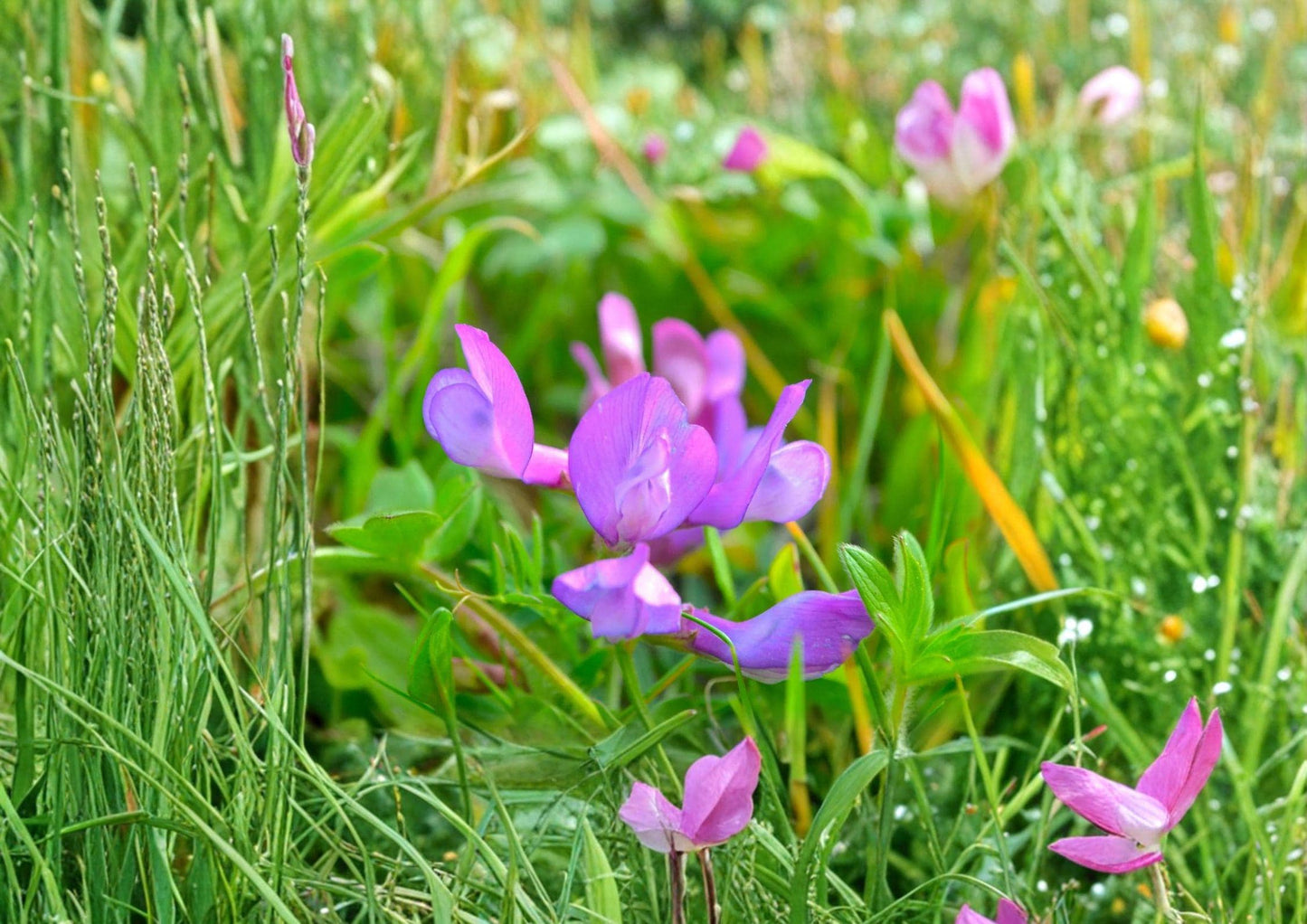American Vetch Seeds - 25 Seeds - Native Purple Wildflower Vine - Pollinator Plant (Vicia americana)