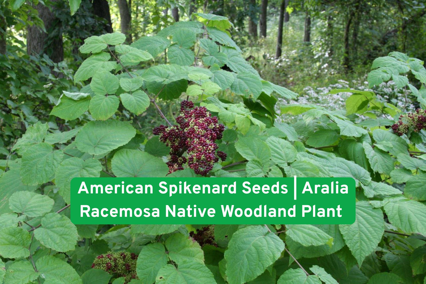 American Spikenard Seeds | Aralia Racemosa | Shade Garden Perennial | Native Woodland Plant for Pollinator-Friendly Landscapes