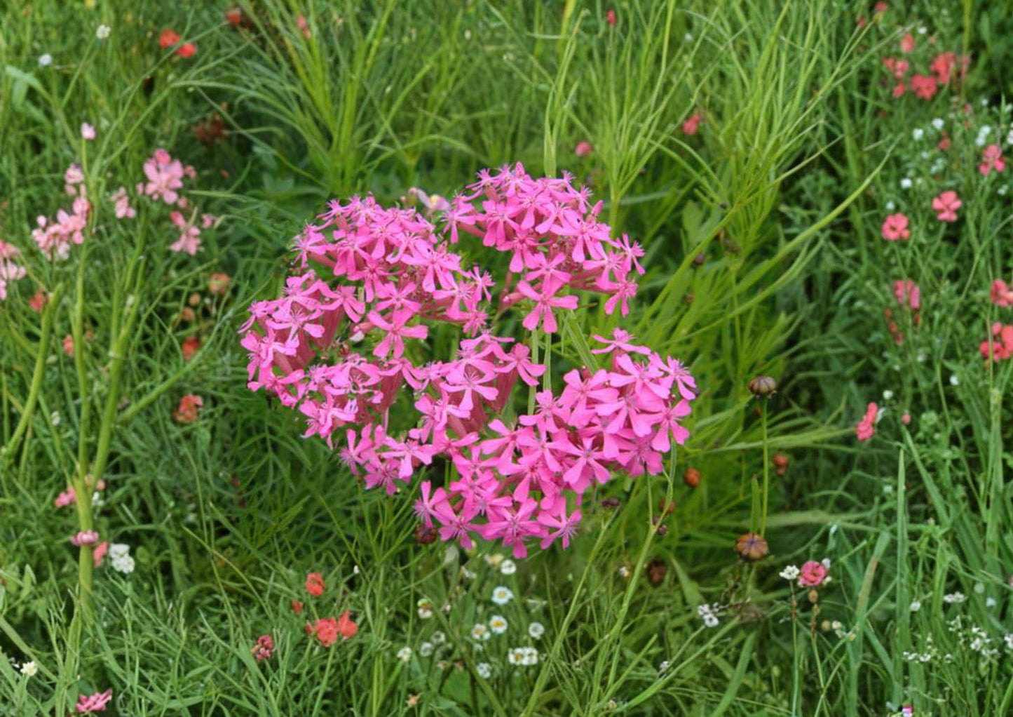 Bright Pink Catchfly Seeds - 100 Non-GMO Silene Armeria for Cottage Garden - Flower Seeds
