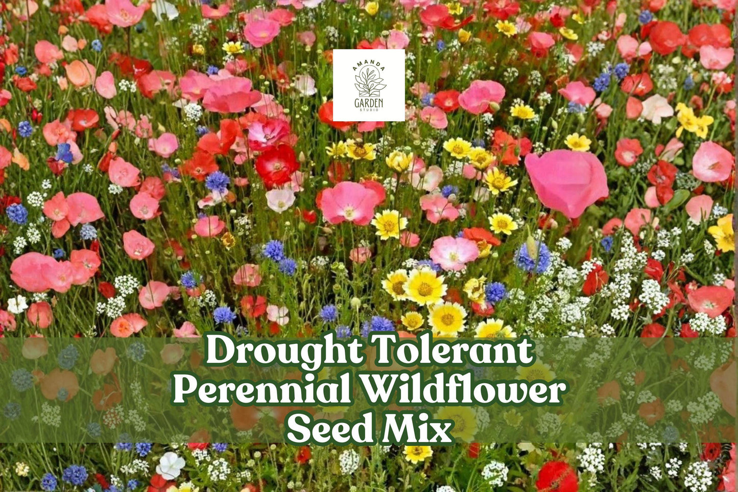 Drought Tolerant Perennial Wildflower Seed Mix - Bulk Blend with Lupine, Flax, Coreopsis, Shasta Daisy - Low Maintenance Garden Solution