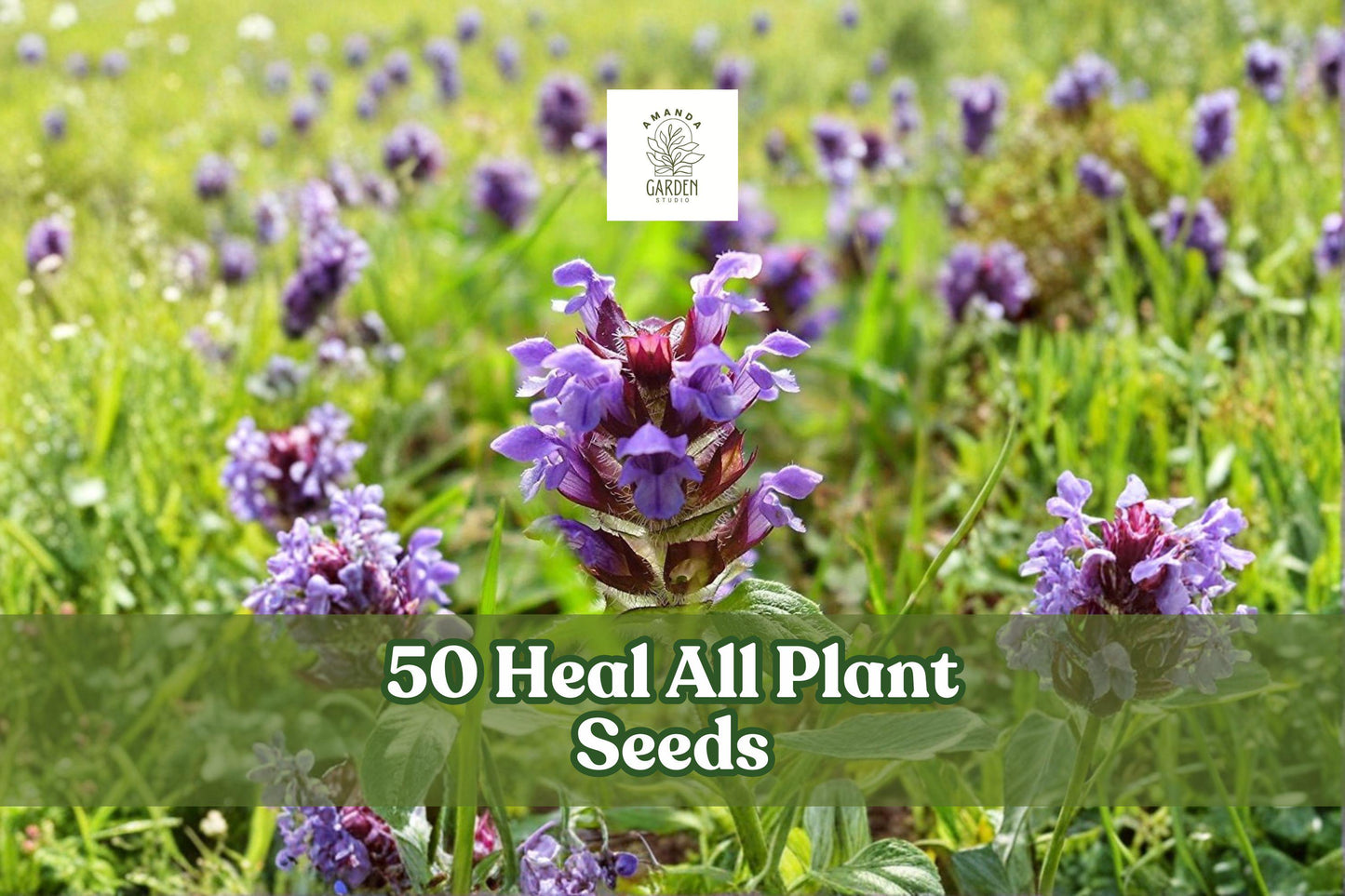 50 Heal All Seeds - Prunella vulgaris - Hardy Perennial Wildflower with Violet-Purple Flowers - Creeping Growth Habit