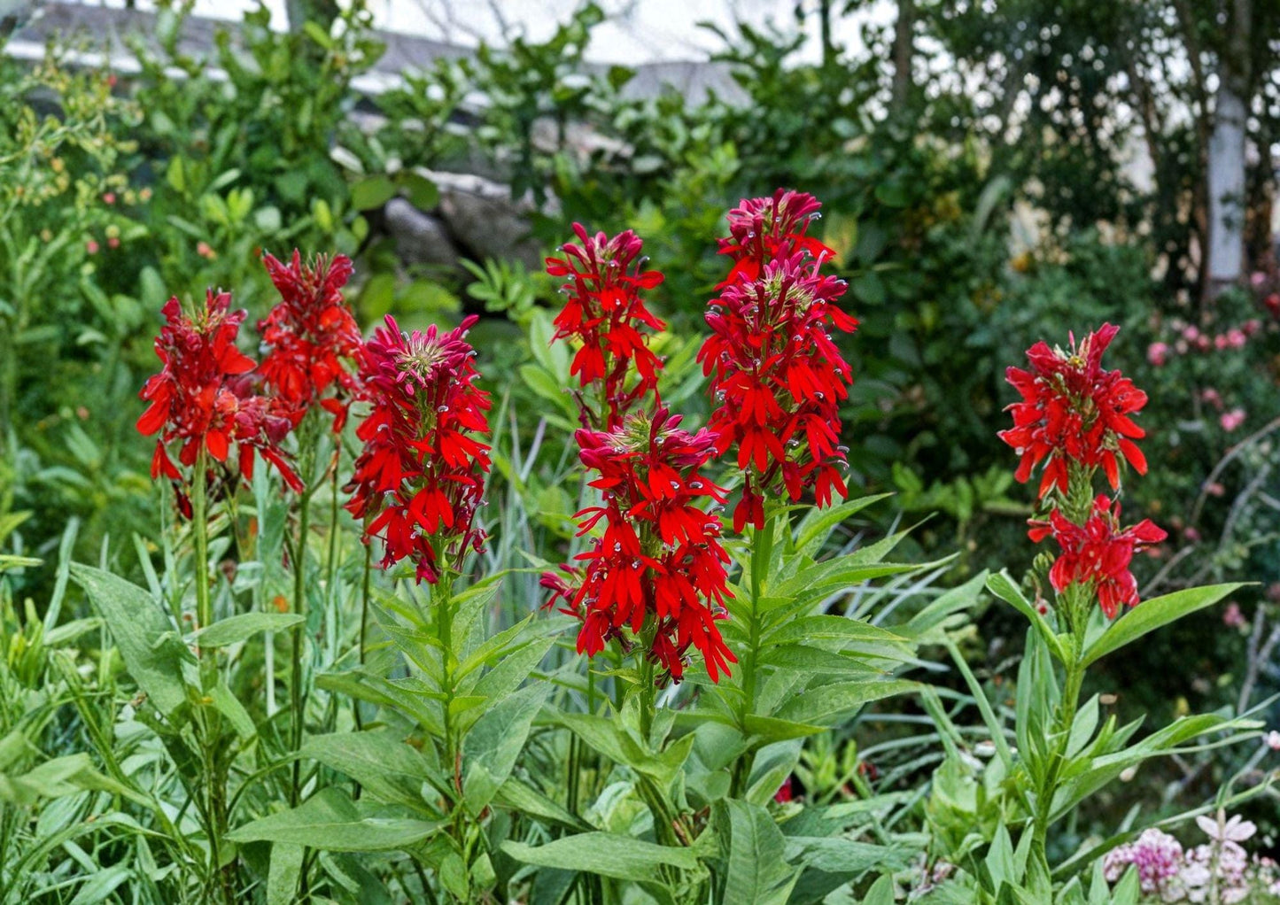 Lobelia Cardinalis Seeds - 100 Brilliant Red Cardinal Flower Seeds for Hummingbird Garden - Native Wildflower