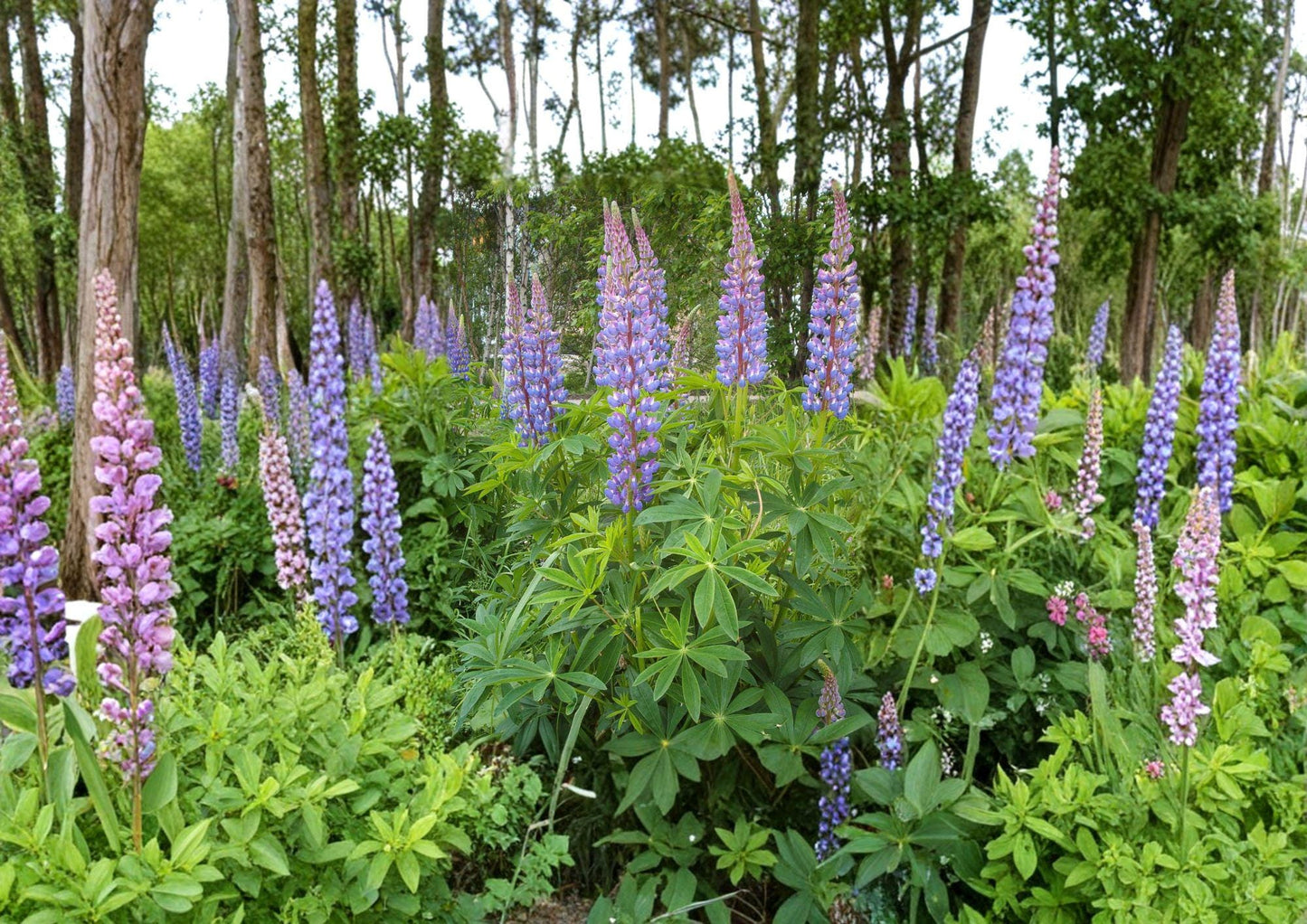Lupine Seeds - Tall Mixed Color Perennial Flower Plants (20 Seeds) - Fast Growing Lupinus polyphyllus