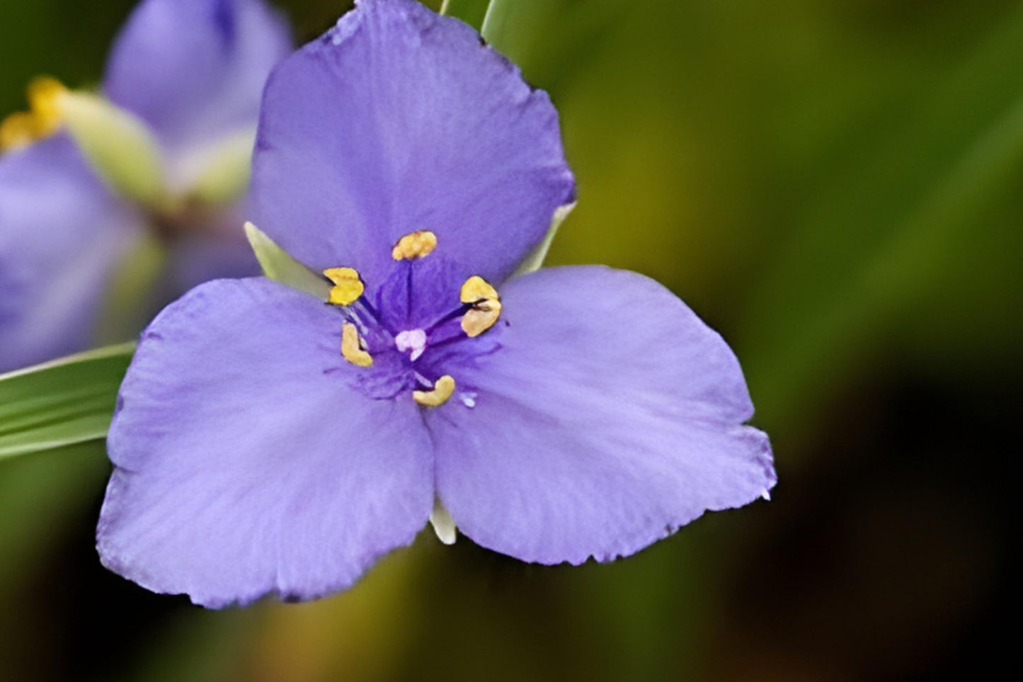 Western Spiderwort Seeds - 100 Count - Vibrant Blue-Purple Blooms - Tradescantia occidentalis - Native Perennial for Prairie Gardens
