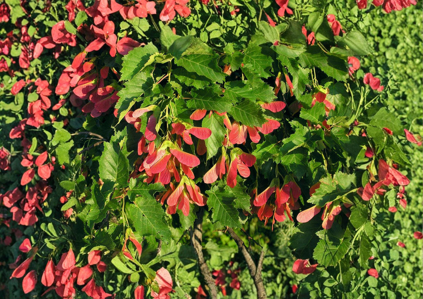 Tatarian Maple Tree Seeds - Hardy Ornamental with Red Samaras - Acer tataricum - Fresh Stock