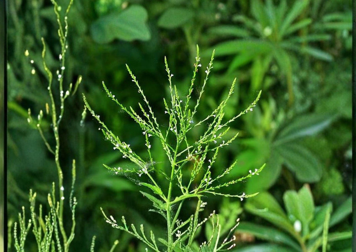 White Vervain Seeds - Native Pollinator-Friendly Wildflower - Verbena hastata - Eco-Friendly Gardening