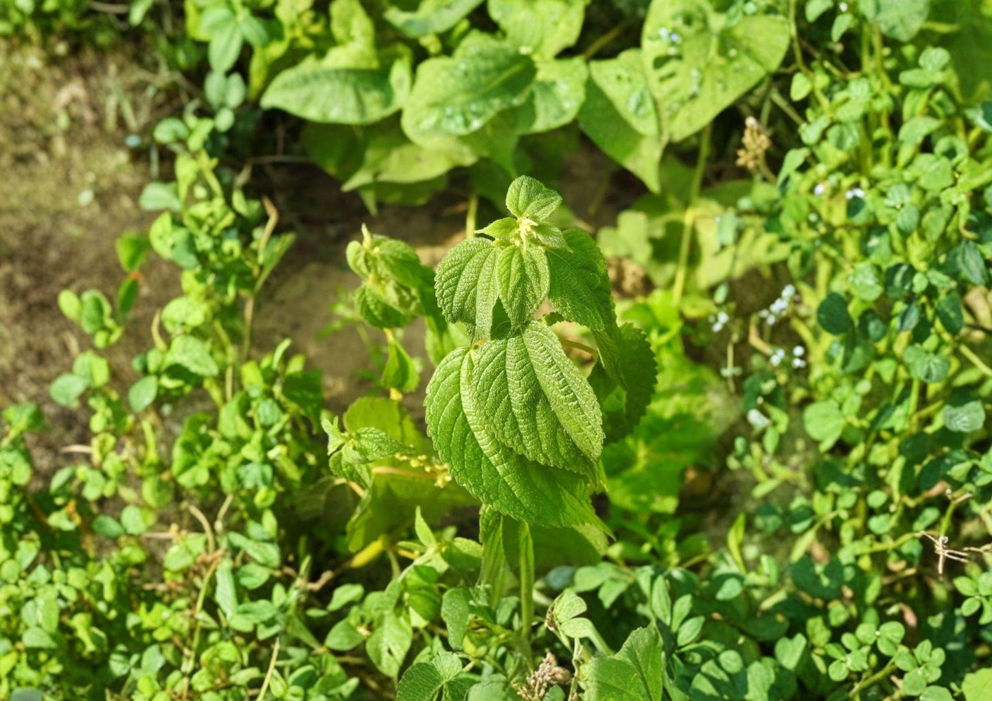 Boehmeria Cylindrica Seeds - Smallspike False Nettle for Shade Gardens - Perfect for Native Plant Landscapes