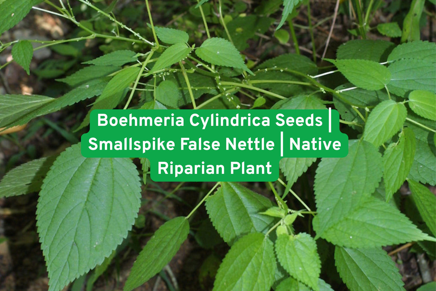 Boehmeria Cylindrica Seeds | Smallspike False Nettle | Native Perennial for Wetlands & Rain Gardens | Wildlife Friendly