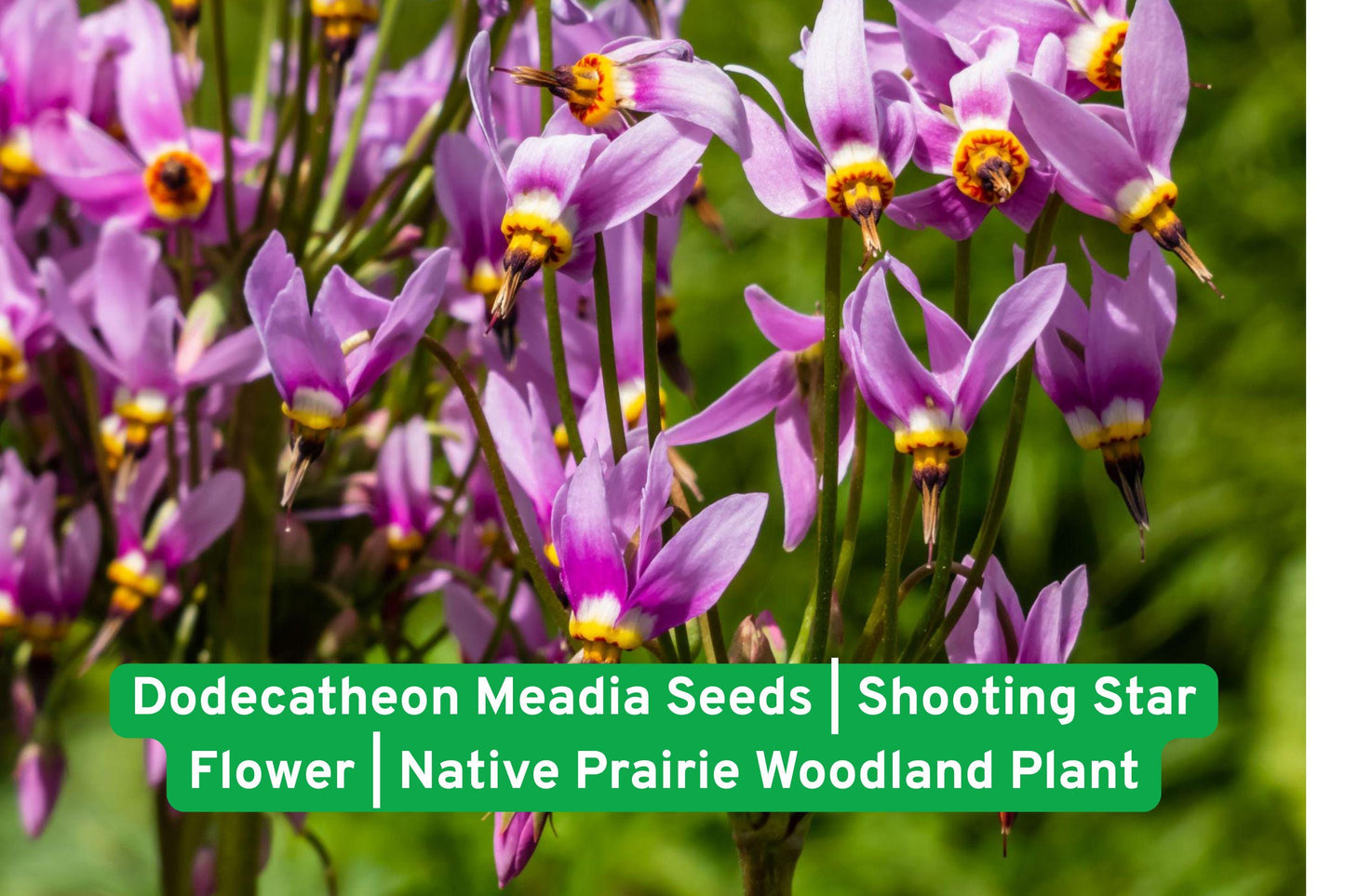 Shooting Star Flower Seeds | Native Wildflower | Dodecatheon Meadia | Pink Blooms for Pollinator Gardens