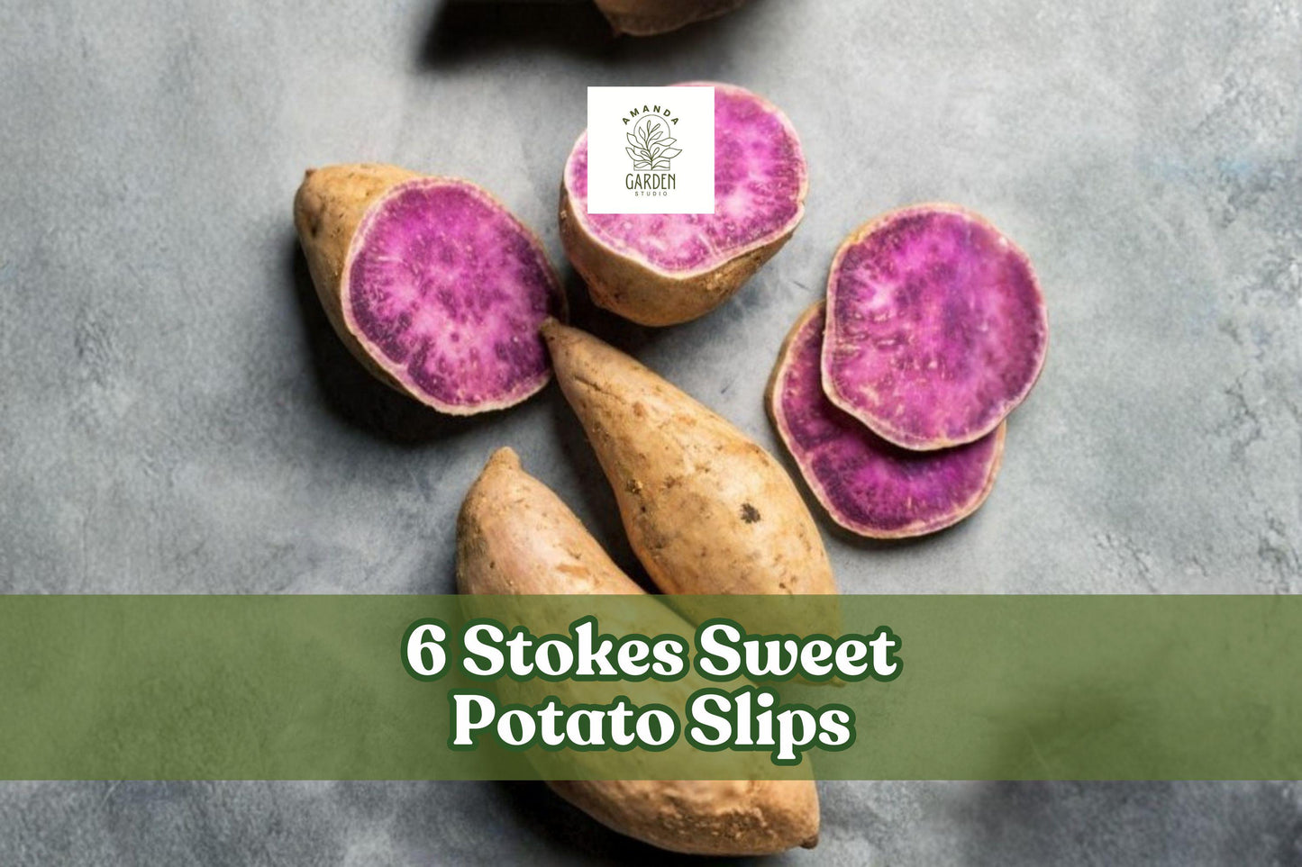 6 Stokes Sweet Potato Slips - Purple-Fleshed Sweet Potatoes - Ipomoea batatas - 6 Rooted Garden Plants for Home Growing