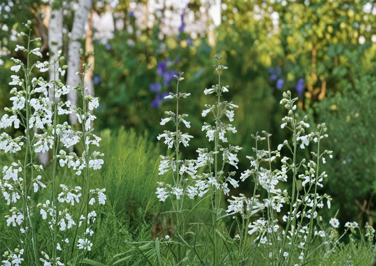 Pale Beardtongue Seeds - Hardy Native Perennial, Lavender Flowers, Penstemon pallidus, Prairie Gardens - New Harvest Quality