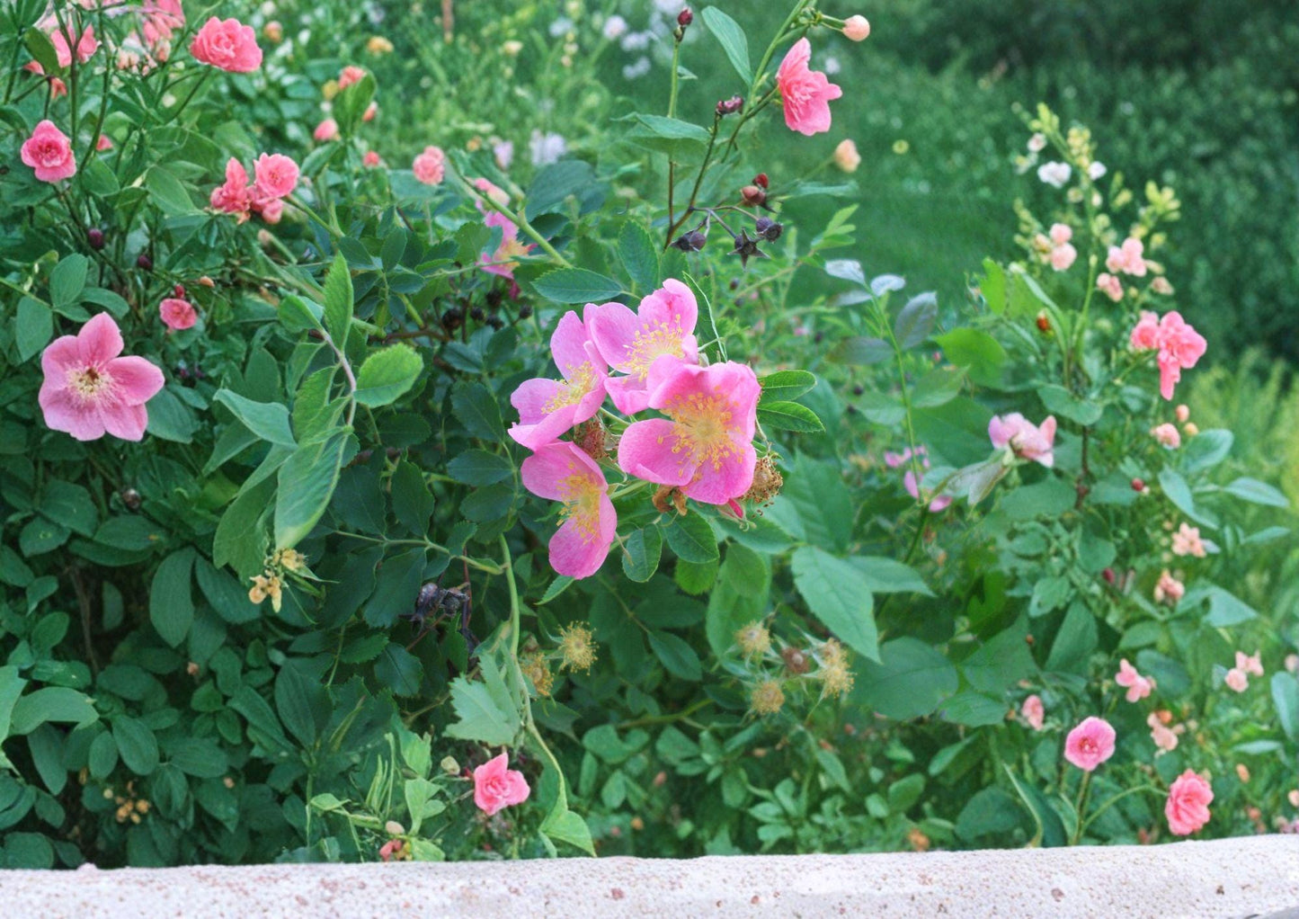 Prairie Wild Rose Seeds - Rosa Arkansana - Fragrant Pink Blooms - Native Shrub - Fresh Stock