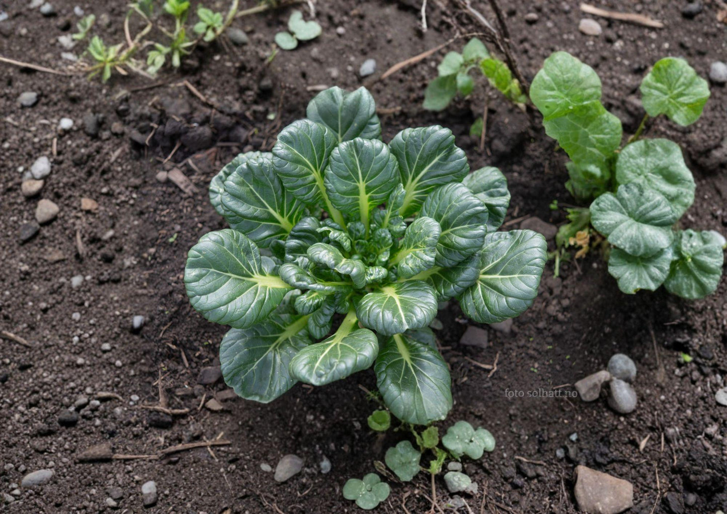 Tatsoi Seeds - 500 Pack - Asian Leafy Green, Cold Hardy - Brassica rapa subsp. narinosa, Easy to Grow