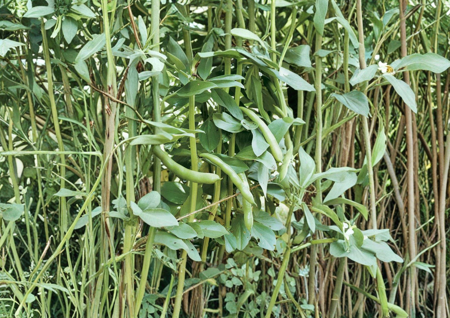 Fava Bean Seeds - 10 Heirloom Broad Bean Seeds - Fresh Stock - Vicia faba - Organic Season Vegetable