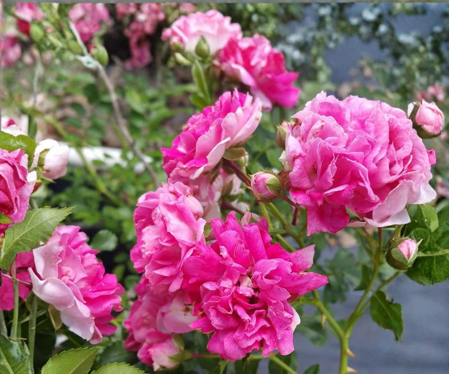 Seven Sisters Rose Live Plant 3-6" Pink Climbing Rambler Heirloom (Rosa multiflora) - Fragrant, Abundant Blooms for Gardens