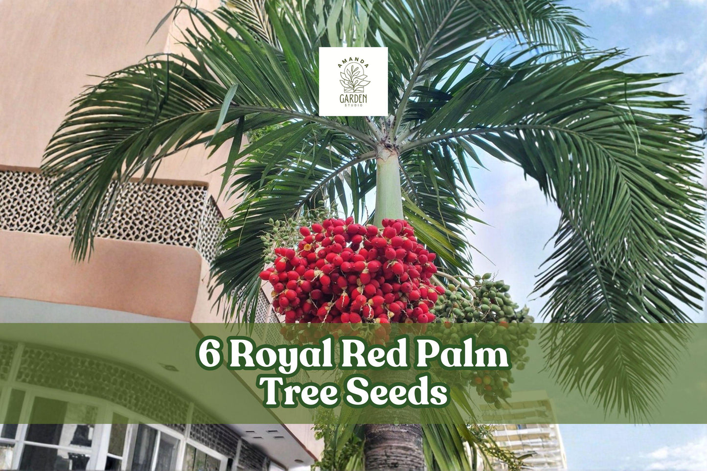 6 Royal Palm Tree Seeds – Roystonea regia – Tropical Landscape Plant – Elegant Ornamental Palm for Warm Climates
