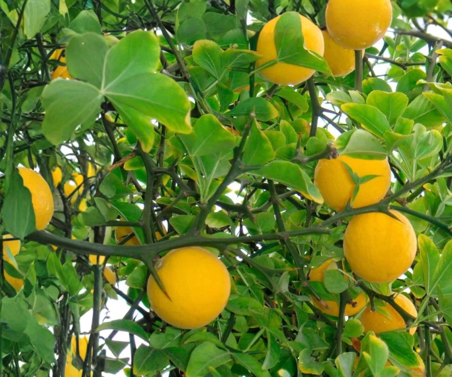 Hardy Orange Seedlings - 5 Live Plants - Flying Dragon Citrus - Poncirus trifoliata - Cold-Hardy Citrus for Ornamental & Culinary Use