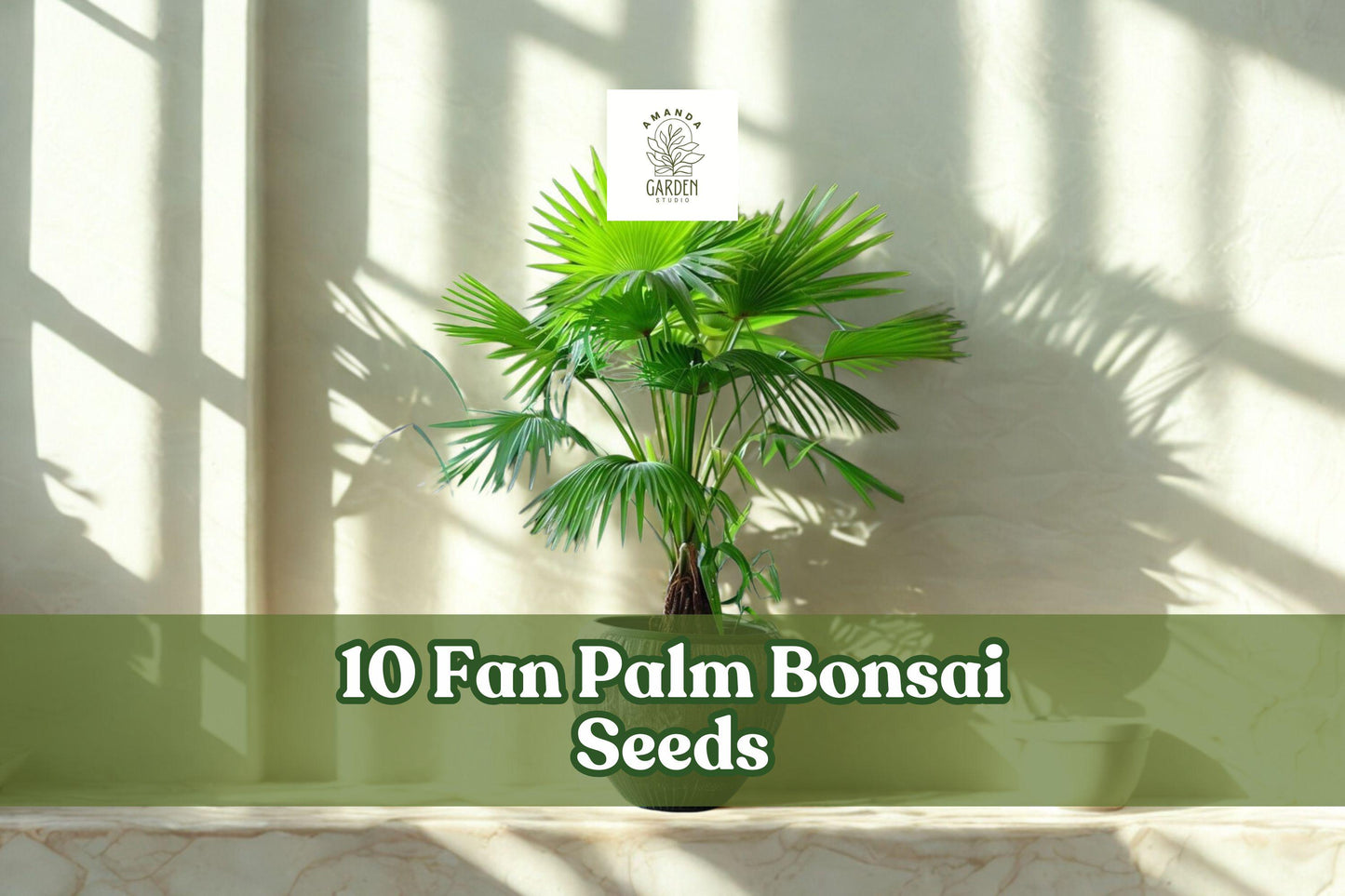 10 Fan Palm Bonsai Seeds - Exotic Indoor Tropical Palm - Ideal for Container Growing - (Fan Palm Species)