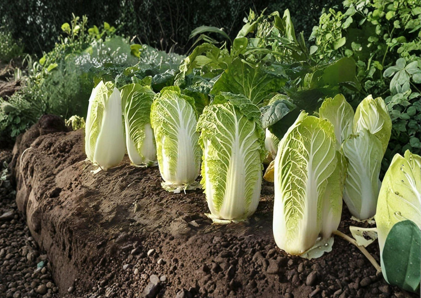 Kogane Chinese Cabbage Seeds, Napa Type, Heirloom Asian Vegetable, Brassica rapa, 150 Seeds - Fast Growing