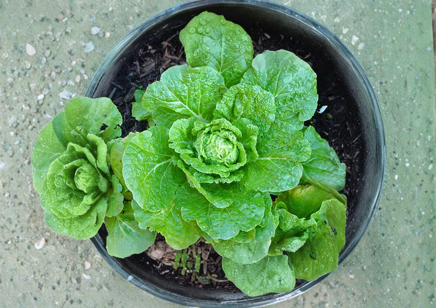 Matsushima Chinese Cabbage Seeds - 300 Napa Type Vegetable Seeds - Brassica rapa subsp. pekinensis
